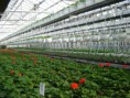 /album/galerie-de-photos-diaporama-des-entreprises-horticoles/serre-3-jpg/
